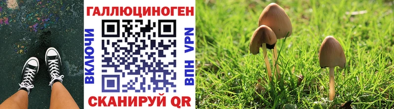 мега tor  Губкинский  Галлюциногенные грибы Psilocybine cubensis 