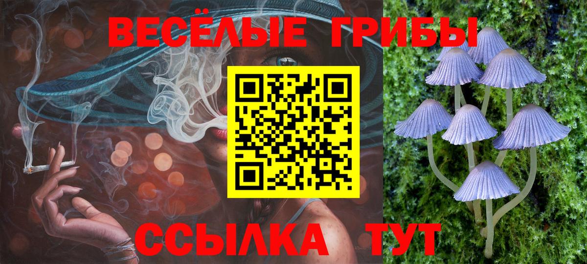 Псилоцибиновые грибы Psilocybe Губкинский